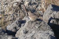Rock Wren 